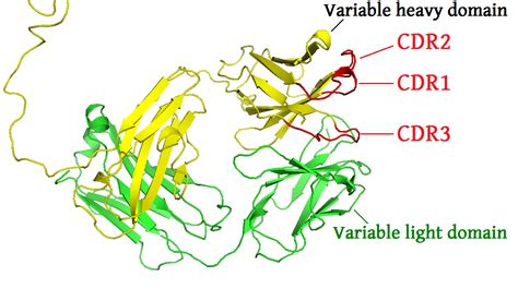 Case study: ocrelizumab and COVID-19 vaccine boosters