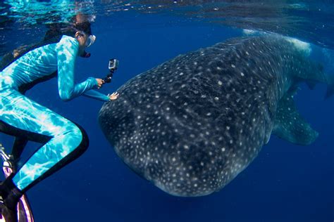 Swimming with Whale Sharks in Mexico 2024 - Rove.me