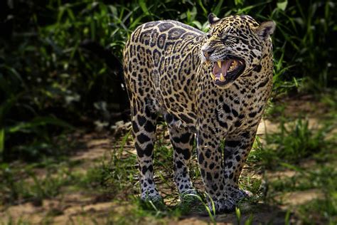 Jaguar Facts (Panthera onca)