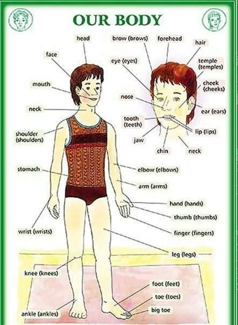 Parts of the human body | German language, German language learning ...