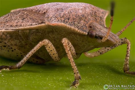 Brown Stinkbug-Insect Super Macro Photography