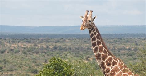 Twiga Tracker – Using modern technology to save the endangered reticulated giraffe - Africa ...