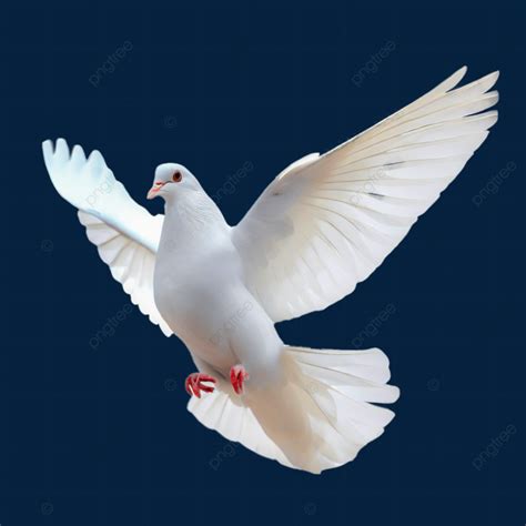 Isolated White Dove On Background, Dove, White, Holy Spirit Dove PNG ...