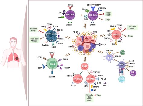 Frontiers | Host-Related Factors as Targetable Drivers of Immunotherapy Response in Non-Small ...