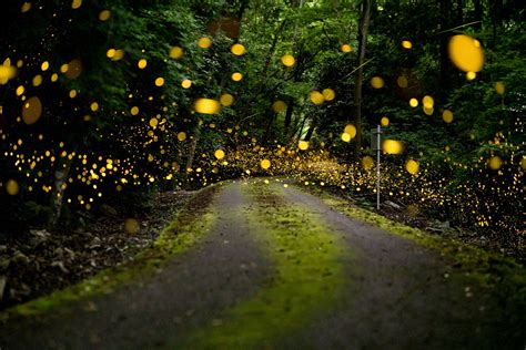 How to Photograph Fireflies | Nature TTL