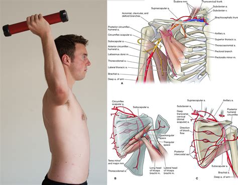 Shoulder-flexion-muscles | BlogsWOW