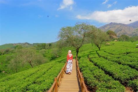 Kebun Teh Wonosari, Wisata Agro yang Memanjakan Mata | Sewa mobil Surabaya termasuk sopir, di ...