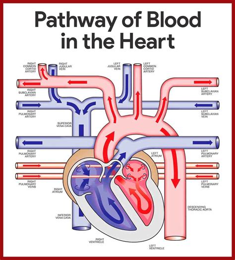 Cardiovascular System Anatomy and Physiology: Study Guide for Nurses