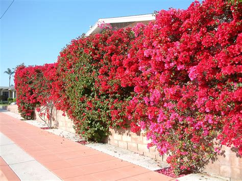 Bougainvillea 'San Diego Red' Live Plant | Etsy