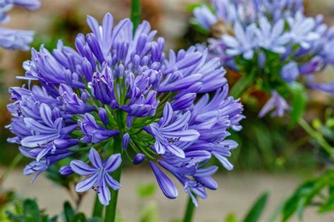 Tips for Growing Agapanthus (Lily Of The Nile) - Garden Lovers Club