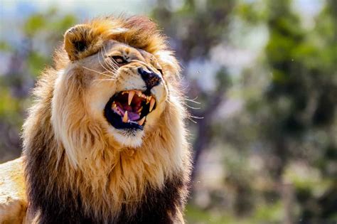 Watch This Huge Male Lion Come Right Up Next to Tourists and Proudly Mark His Territory - A-Z ...