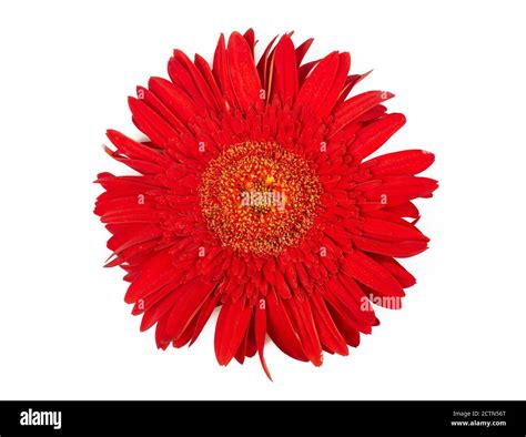 Red daisy isolated Stock Photo - Alamy