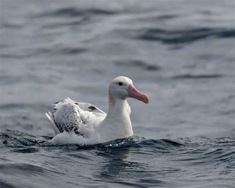 Wandering Albatross | Zoopedia Wiki | Fandom