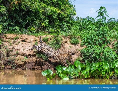 Jaguar Attacks Its Prey. Jump into the Water from the Shore Stock Image - Image of jungle, grass ...