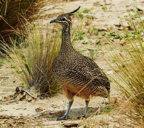 Tinamou-the rare South American bird that lays shiny, iridescent eggs! | BackYard Chickens ...