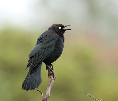 Brewer's Blackbird | BirdForum