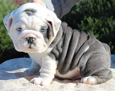 english bulldog colors merle - Karlyn Mccue