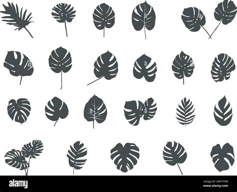 Tropical leaves silhouette, Tropical palm leaves vector, Leaves silhouette, Leaf icon, Tropical ...