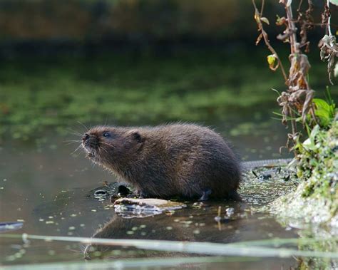 European Water Vole - Facts, Diet, Habitat & Pictures on Animalia.bio