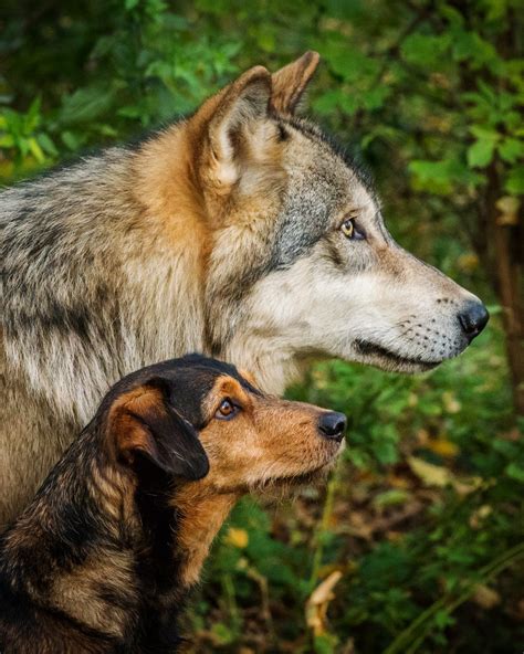 Dogs are (not) stupid wolves!. Are dogs the stupid descendants of… | by Wesley Danes | Medium