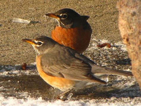 19 best Robin Bird images on Pinterest | American robin, Robins and ...