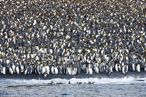 Macquarie Island is ruled by an army of four million penguins | Daily ...