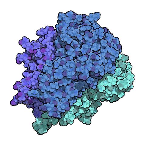 Tnf Alpha Molecule Photograph by Molekuul/science Photo Library