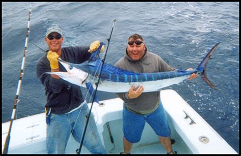 White Marlin Hatteras Charter Fishing Information