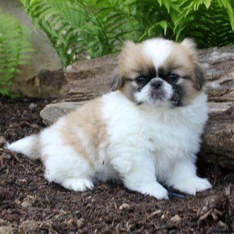 Pekingese Puppies For Sale | Jacksonville, FL #213017