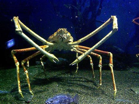 Giant spider crab | Deep sea creatures, Ocean creatures, Scary sea creatures