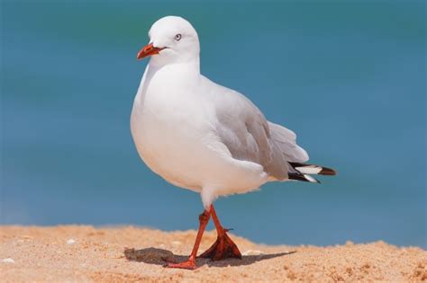 5 Interesting Facts About Silver Gulls | Hayden's Animal Facts