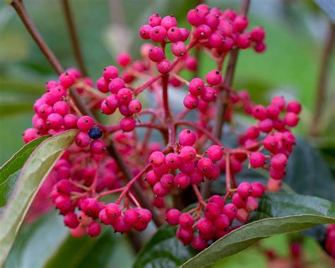 Best plants with winter berries: 15 plants for adding color | Gardeningetc