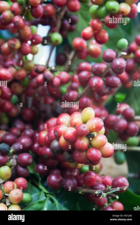 Coffee seeds on a coffee tree, stock photo Stock Photo - Alamy
