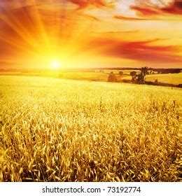 Wheat Field Sunset Stock Photo 73192774 | Shutterstock