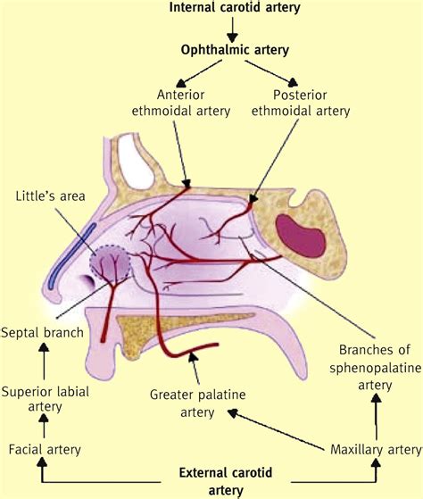 References in Epistaxis - Surgery - Oxford International Edition