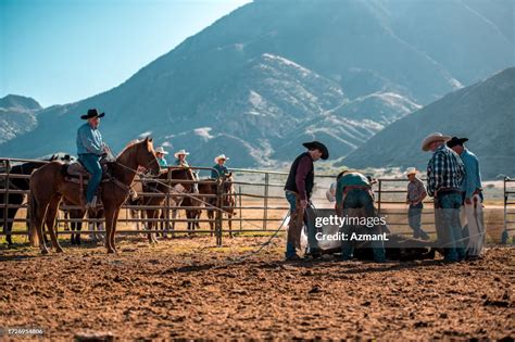 Cowboys Branding A Cattle High-Res Stock Photo - Getty Images