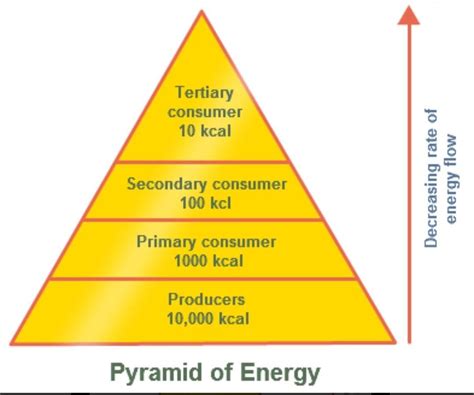 Diagram Of Energy Pyramid