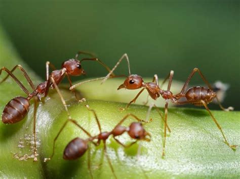 9 Natural Ways to Get Rid of Ants in the Garden