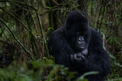 Threats | International Gorilla Conservation Programme (IGCP ...