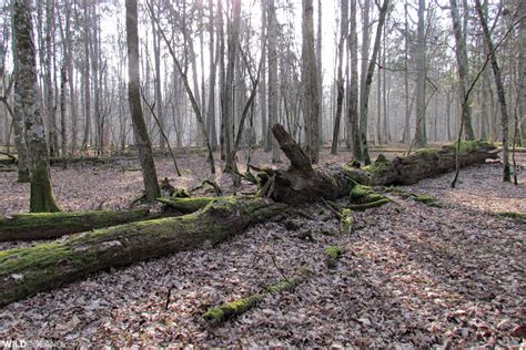 Bison Safari in the Białowieża Forest, Feb 2020 – Wild Poland