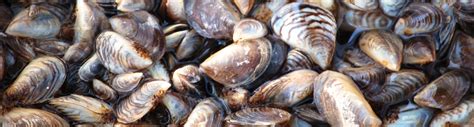 Zebra mussels | FWS.gov