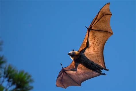 Los "otros" murciélagos. Los zorros voladores.