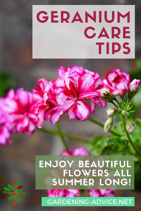 Geranium Care Tips - Growing Geraniums Outdoors Or Indoors | Geranium ...