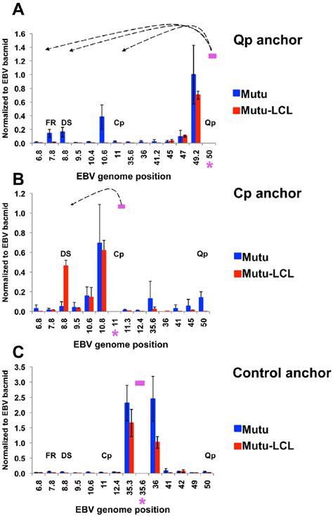 Quantitative 3C analysis confirms alternative loop formation between... | Download Scientific ...