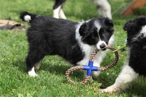 Adorable border collie puppies playing — Stock Photo © Zuzule #31611595