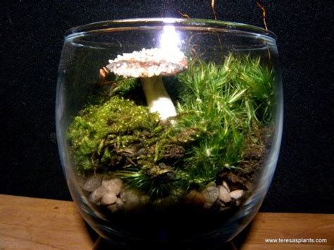 Pin on Finished Terrariums for You