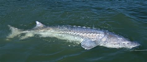 Increasing reports of adult sturgeon mortalities prompt closure of all sturgeon fishing on ...