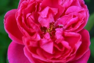 Close Up Rose | My sister wanted a "Rose Plant" at home. My … | Flickr