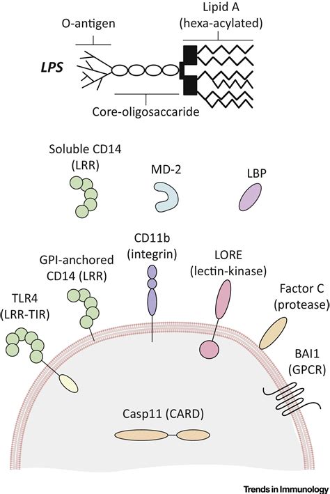 Lipopolysaccharide Detection across the Kingdoms of Life: Trends in Immunology