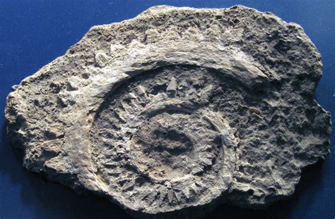 Helicoprion ferrieri (fossil shark tooth whorl) (Skinner R… | Flickr